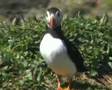 Puffins