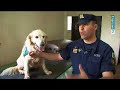 Cães de investigação