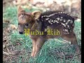 Merlin Merlin