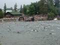 Lake Placid Ironman Swim 2008