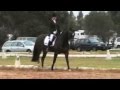 MSelle n2.3 dressage Clarendon 08