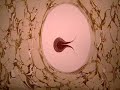 Art of Ebru