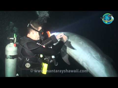 Injured wild dolphin swims to nearby divers for help