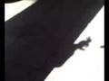 bored at work-the rabbit vs the shadow snake