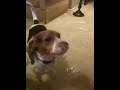 Baxster likes bubbles