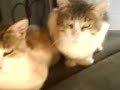 ogrish cat two ogrish cat two
