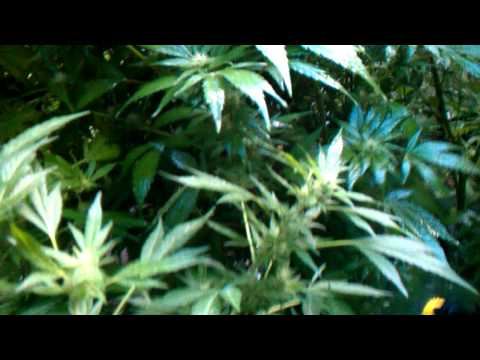 how to kill fungus in potted plants