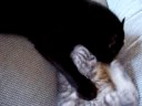 Yup More Cats Yup More Cats