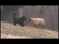 Sheep Herding Dog