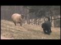 Sheep-Herding-Dog