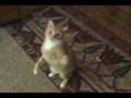 B.J. The Amazing Cat Part 2!