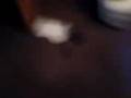 videos de annie & sammy