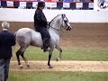 Paso Fino 2004 National Fino Stallions