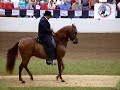 Paso Fino 2004 National Fino Stallions