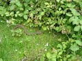 Adder - Vipera berus Adder - Vipera berus