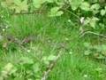 Adder - Vipera berus
