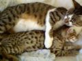 Cuteness Awaits and Schmucks