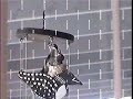 Hummingbird\