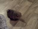 videos de Tiny Pomeranian Skeeter.AVI