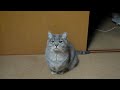 [ネコ]『ごはん』をおねだりする声がかわいいデブ猫。のサムネイル