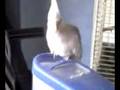 Nubi's trying to open the food box