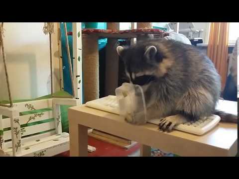 Квартирник ... с енотами