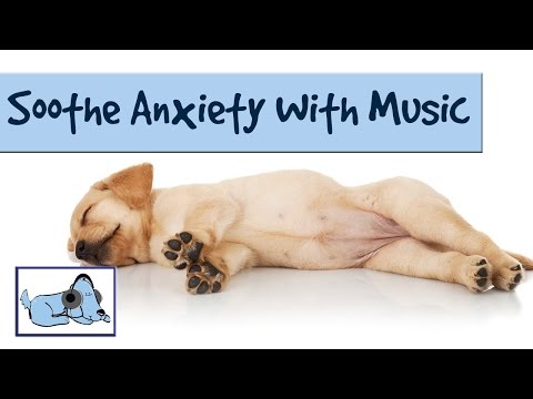 how to relieve anxiety in dogs