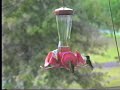 Five hummingbirds at a feeder