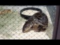 Lowland Paca, Cuniculus paca, San Diego Zoo ...