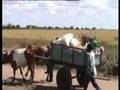 IRRI's research in East and southern Africa
