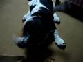 Basset Hound video