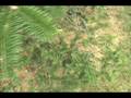 videos de How to ID Abies balsamea var phanerolepsis