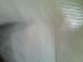 You porn.mp4
