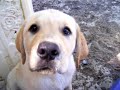Labrador Puppies get a baby pool