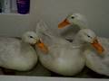 Dirty ducks