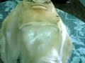 russian-fishermen-catch-mermaid-alien-and-eat-it.html
