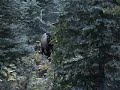 elk hunting elk hunting