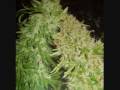 MARIJUANA the logical MEDICINE