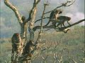 Macaco safado!