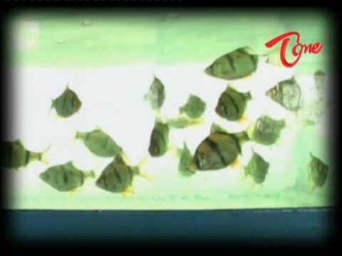 color fish, fish, aquarium, latest news, special story about color fish, news, local tv news, teluguone