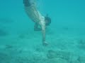 Nemesio y el Tiburon en Culebra