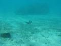 videos de Nemesio y el Tiburon en Culebra