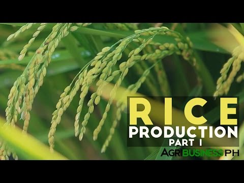 how to harvest rice in the philippines