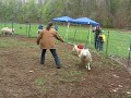 Rufus Herds Sheep