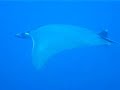 Sub Center Parma: Galapagos tour 2004 mobula