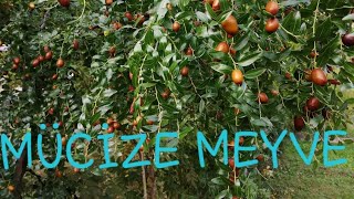 HÜNNAP AĞACI (JUJUBE)MUCİZE MEYVE