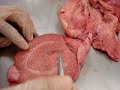 testiculo anatomia veterinaria ceu