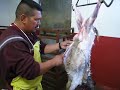 Butchering a goat for Christmas, butchers only . . .