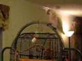 Sammie the Bare Eyed Cockatoo Beats Up Foraging Toy
