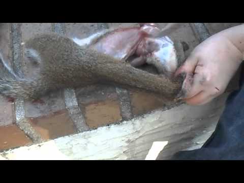 how to skin a squirrel for the skin
